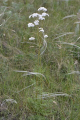 Valeriana rossica