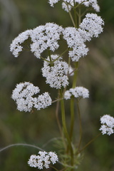Valeriana rossica