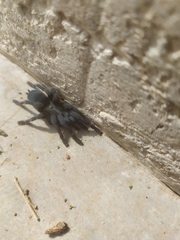 Chaetopelma olivaceum