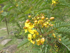 Senna montana