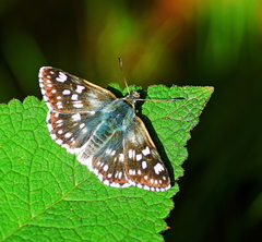 Muschampia tessellum