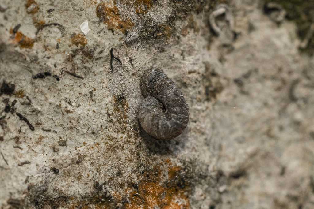 Hypselostomatidae