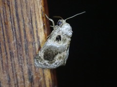 Protarache melaphora