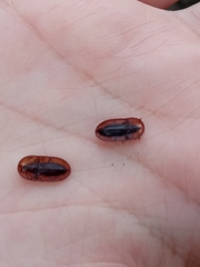 Cossyphus hoffmannseggi