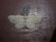 Colocleora proximaria