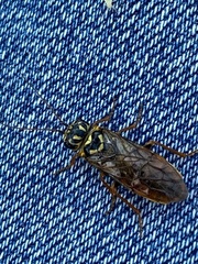 Acantholyda posticalis