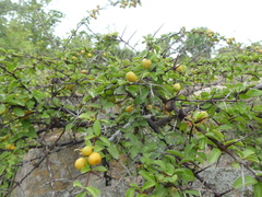 Canthium coromandelicum