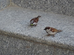 Passer domesticus