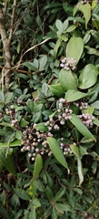 Smilax glabra