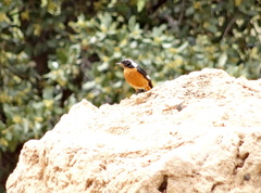 Phoenicurus moussieri