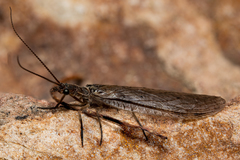 Platychauliodes