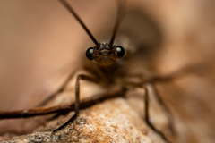 Platychauliodes