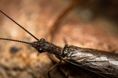 Platychauliodes