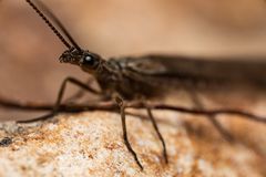 Platychauliodes