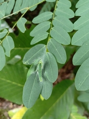 Polyura hebe plautus