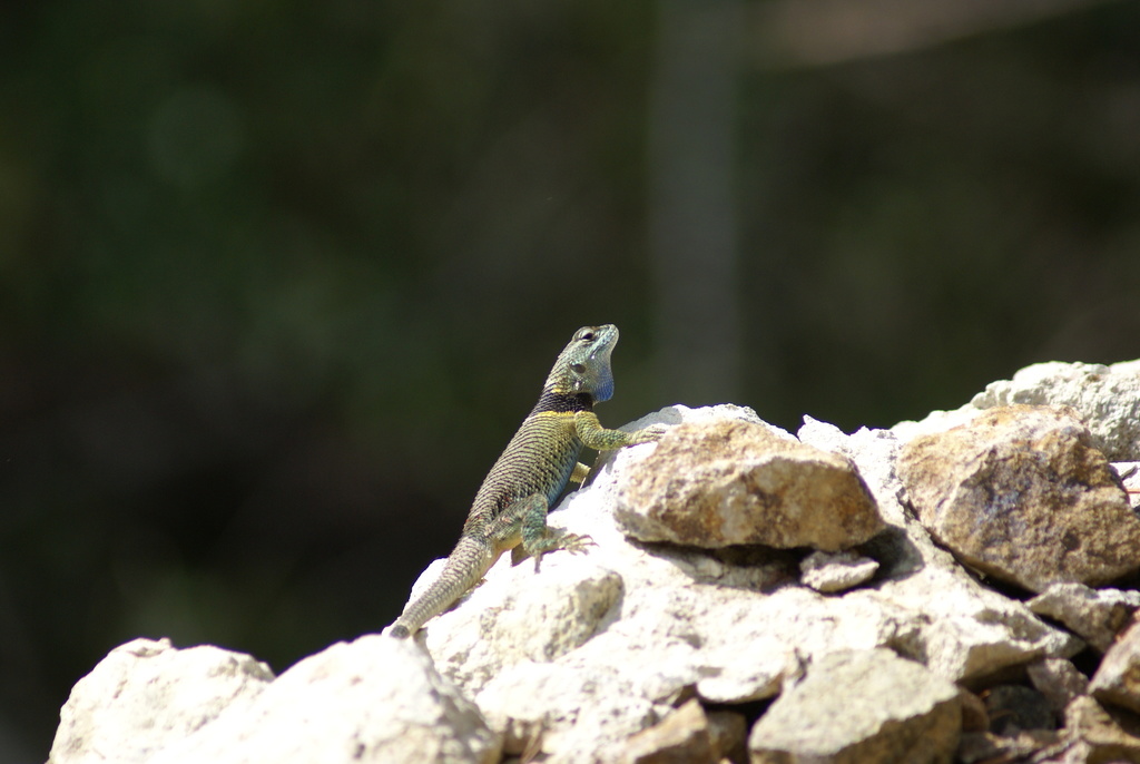 Zempoala Bar-Bellied Lizard
