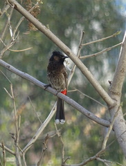 Pycnonotus cafer