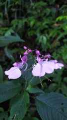 Impatiens maculata