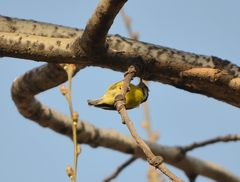 Periparus venustulus