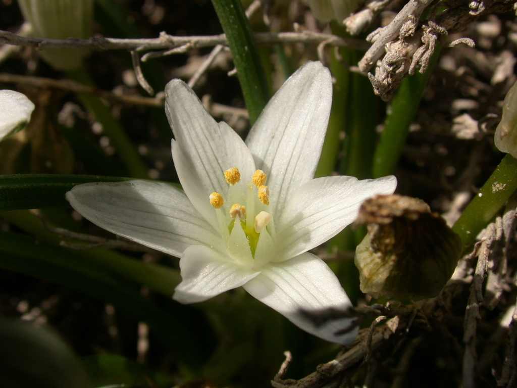 Ornithogalum corsicum