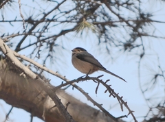 Aegithalos glaucogularis