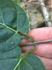 Leichhardtia racemosa