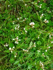 Cardamine scutata
