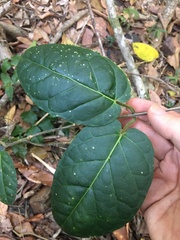 Leichhardtia racemosa