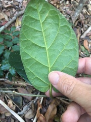 Leichhardtia racemosa