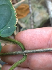 Leichhardtia racemosa