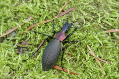 Carabus jankowskii