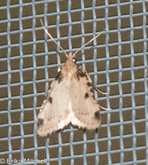 Aglossa costiferalis