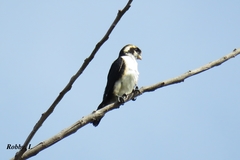 Microhierax fringillarius