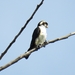 Black-thighed Falconet - Photo (c) robbythai, some rights reserved (CC BY-NC)