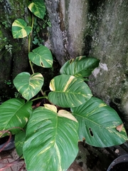 Epipremnum aureum