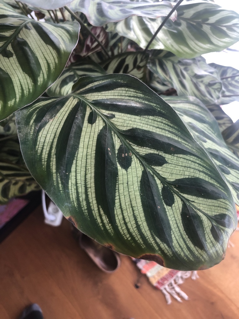 Calathea makoyana