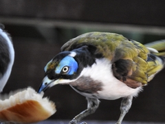 Entomyzon cyanotis