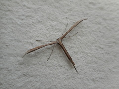 Emmelina monodactyla