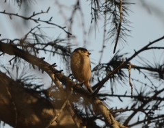 Aegithalos glaucogularis