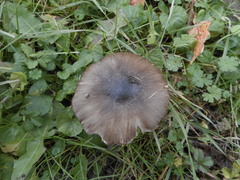 Basidiomycota
