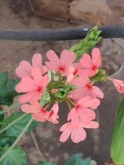 Crossandra nilotica
