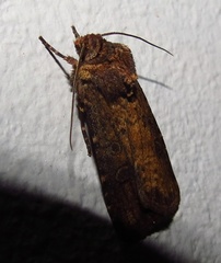 Agrotis segetum
