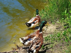 Anas platyrhynchos domesticus