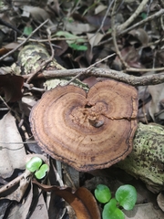 Polyporaceae