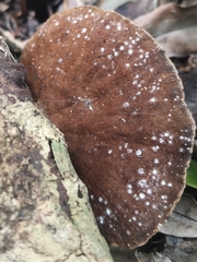 Polyporaceae