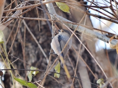 Aegithalos glaucogularis