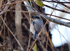 Aegithalos glaucogularis