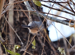 Aegithalos glaucogularis