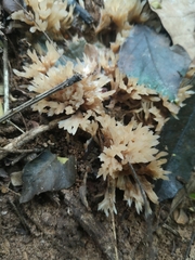 Fungi