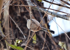 Aegithalos glaucogularis